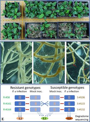 Laccase Directed Lignification Is One of the Major Processes Associated With the Defense Response Against Pythium ultimum Infection in Apple Roots